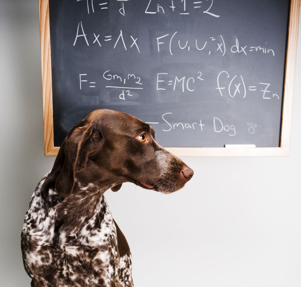 Who Is the Dumb Animal?